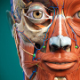 icon AnatomyLearning